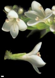 Veronica mooreae. Flowers. Scale = 1 mm.
 Image: W.M. Malcolm © Te Papa CC-BY-NC 3.0 NZ